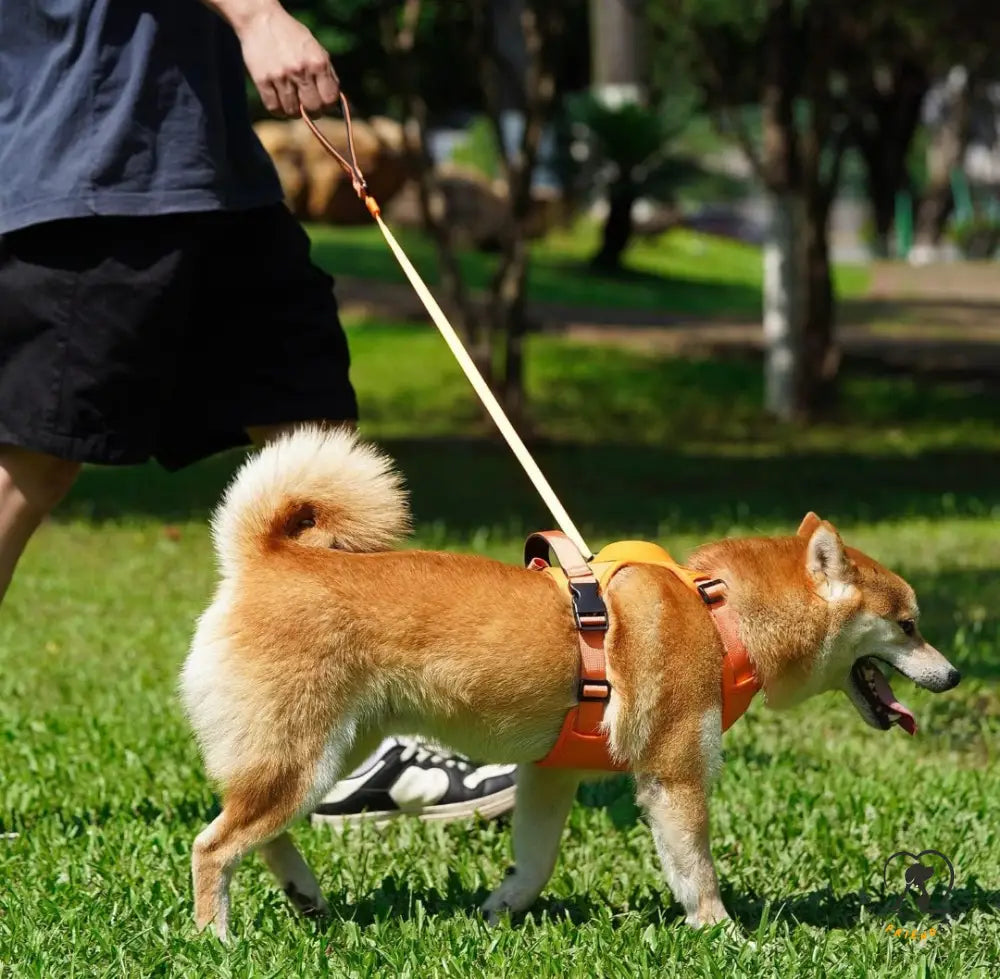 Dog Harness Leash Set