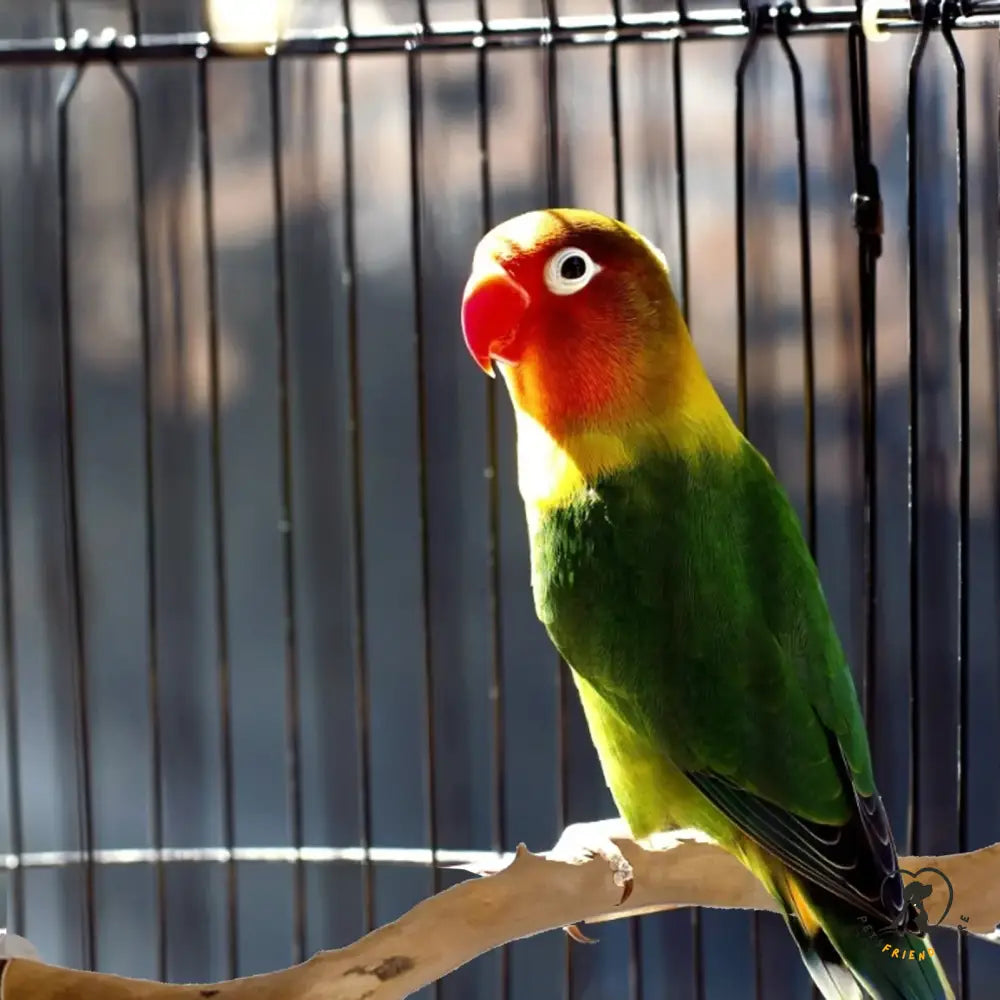 Wooden Bird Perch